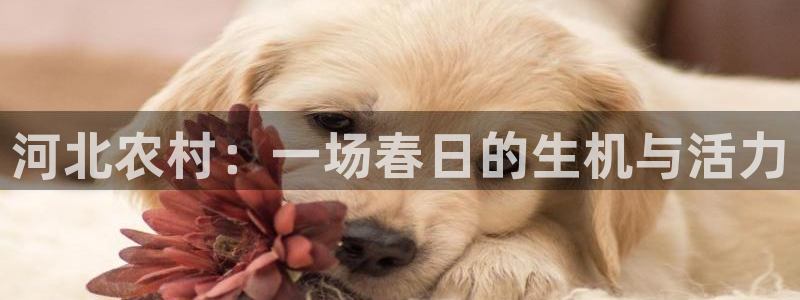 说球帝官网入口：河北农村：一场春日的生机与活力
