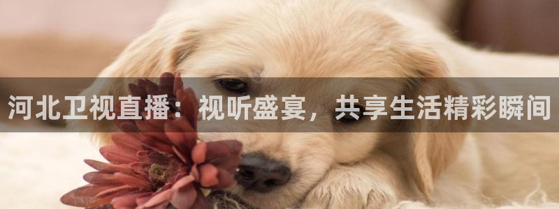 说球帝nba直播在线观看：河北卫视直播：视听盛宴，共享生活精彩瞬间